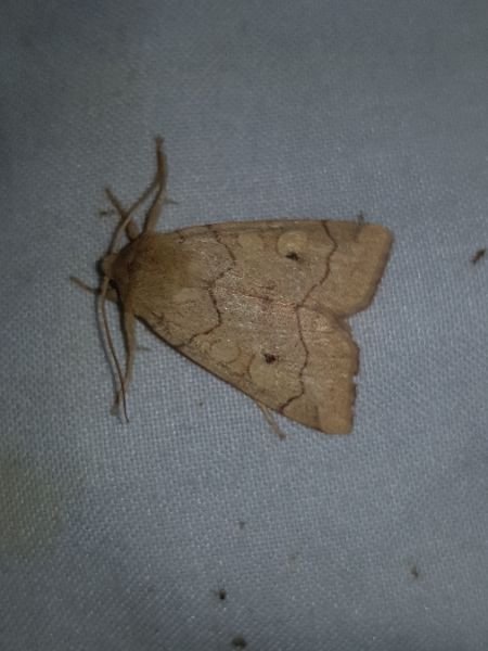 Enargia paleacea  - Thomas Lux