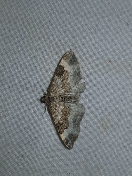 Epirrhoe alternata  - Thomas Lux