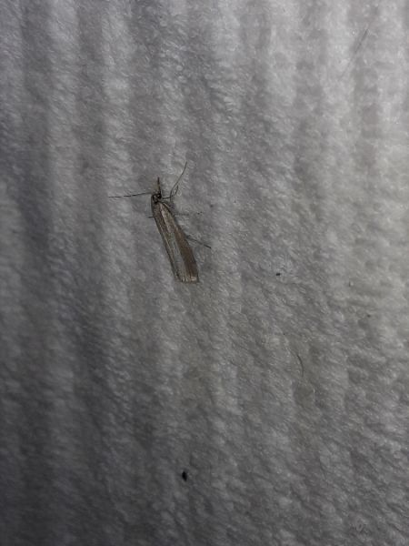 Crambus perlé  - Sylvain Lethuillier