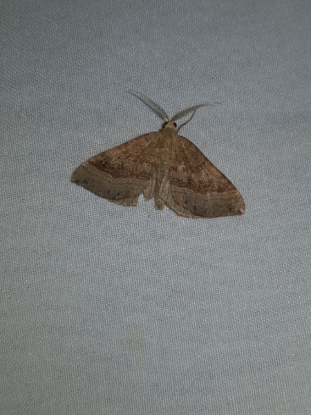 Scotopteryx chenopodiata  - Thomas Lux