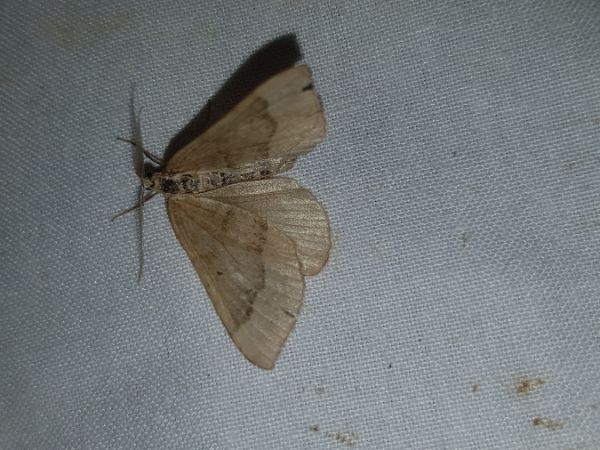 Scotopteryx chenopodiata  - Thomas Lux