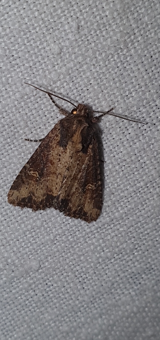 Mesapamea secalis  - Melchior Viallet