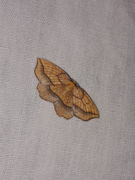 Epione repandaria  - Sylvain Lethuillier