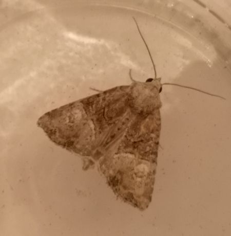 Oligia sp.  - Françoise Rauzieres (TGB-SSNTG)
