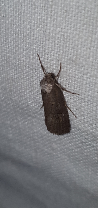 Stilbia anomala  - Melchior Viallet