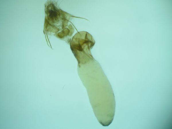 Stilbia anomala  - Melchior Viallet