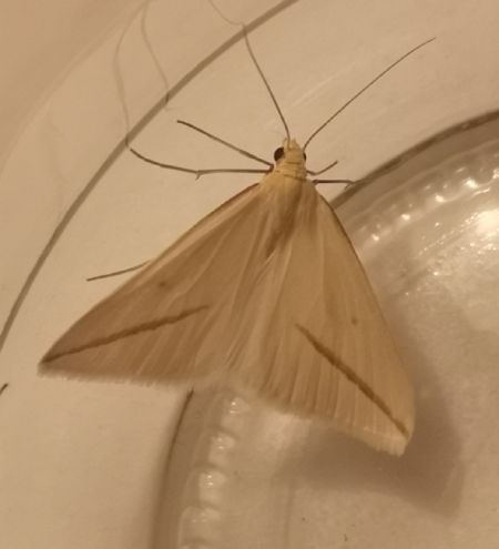 Rhodometra sacraria  - Françoise Rauzieres (TGB-SSNTG)