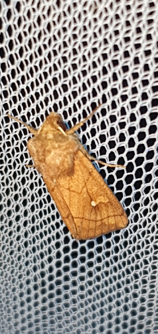 Mythimna conigera  - Melchior Viallet