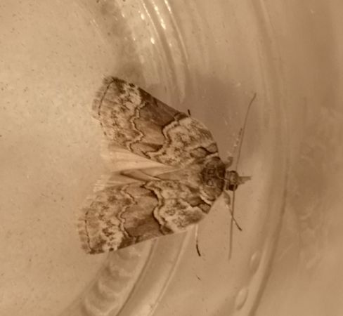 Nycteola siculana  - Françoise Rauzieres (TGB-SSNTG)