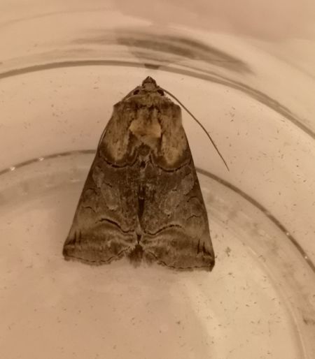 Abrostola triplasia  - Françoise Rauzieres (TGB-SSNTG)