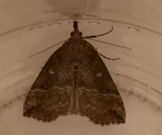 Hypena rostralis  - Françoise Rauzieres (TGB-SSNTG)