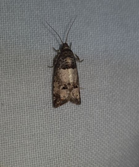 Notocelia roborana  - Thomas Lux