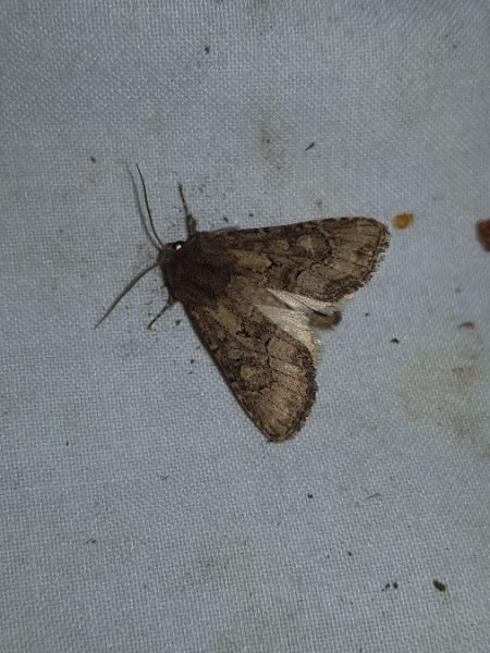 Luperina testacea  - Thomas Lux