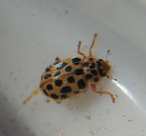Anisosticta novemdecimpunctata 