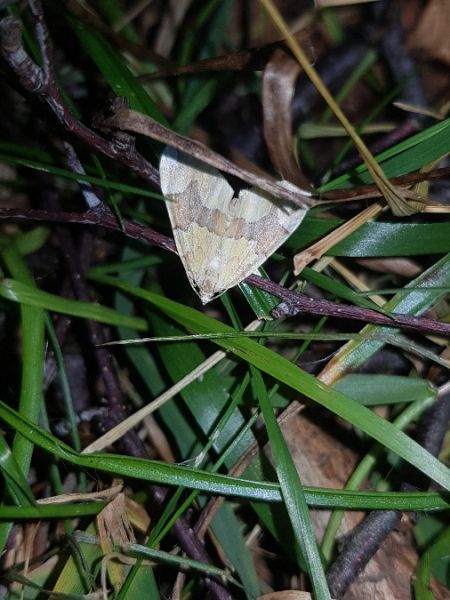 Cidaria fulvata  - Thomas Lux