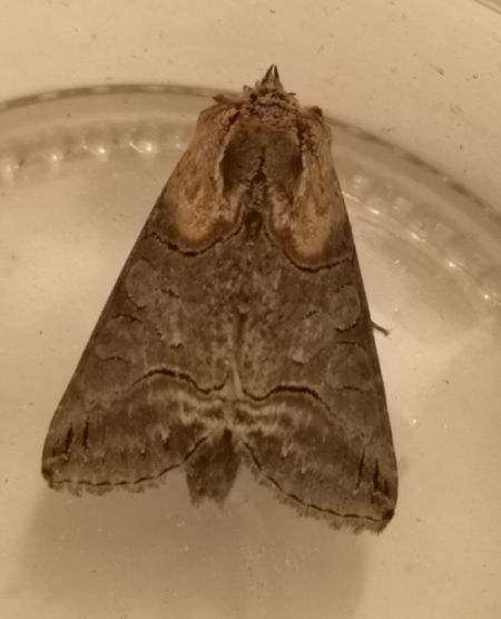 Abrostola triplasia  - Françoise Rauzieres (TGB-SSNTG)