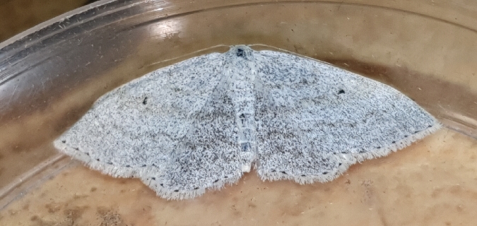 Scopula incanata  - Melchior Viallet