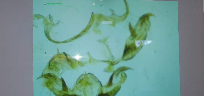 Stenoptilia pterodactyla  - Melchior Viallet