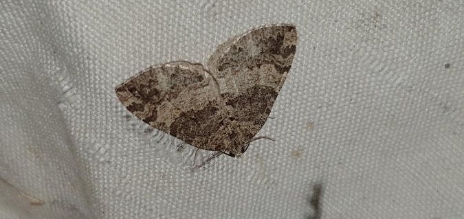 Hydriomena furcata  - Melchior Viallet