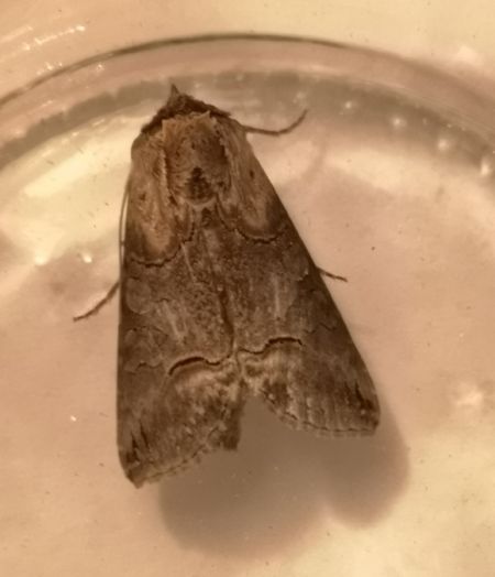 Abrostola triplasia  - Françoise Rauzieres (TGB-SSNTG)