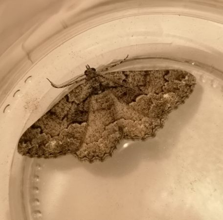 Peribatodes ilicaria  - Françoise Rauzieres (TGB-SSNTG)