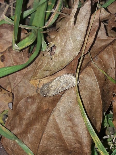 Luperina testacea  - Sylvain Lethuillier