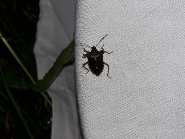 Pentatoma rufipes  - Sylvain Lethuillier