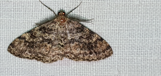 Deileptenia ribeata  - Melchior Viallet