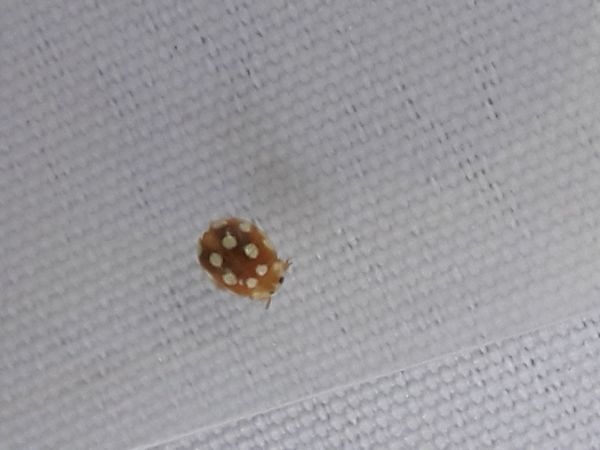 Vibidia duodecimguttata  - Sylvain Lethuillier