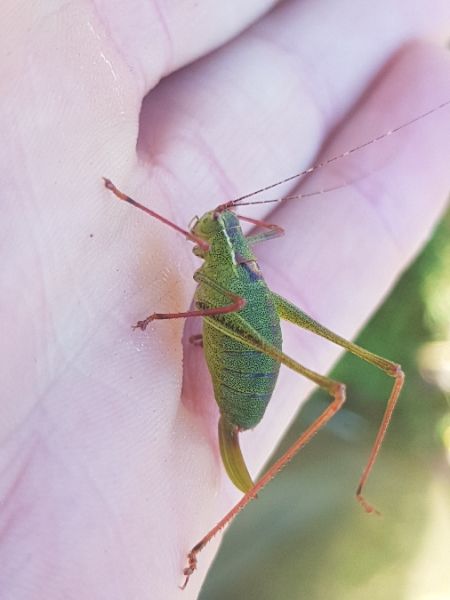 Speckled Bush-cricket  - Thomas Lux
