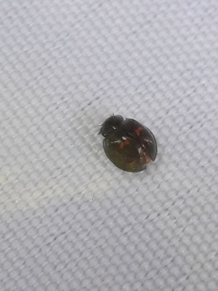Coccinelle des bruyères  - Sylvain Lethuillier