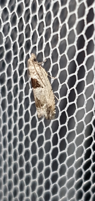 Epinotia ramella  - Melchior Viallet