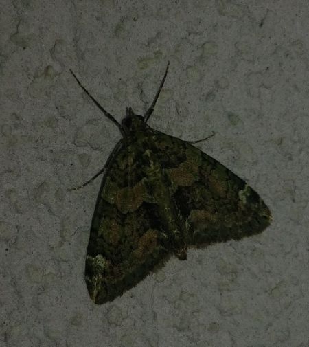Chloroclysta siterata 