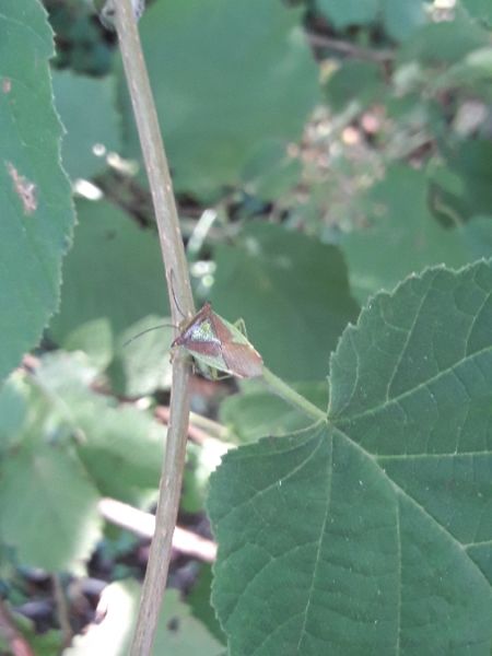 Acanthosoma haemorrhoidale  - Sylvain Lethuillier