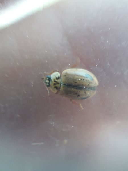 Aphidecta obliterata  - Sylvain Lethuillier