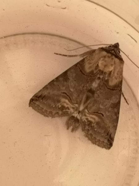 Abrostola triplasia  - Françoise Rauzieres (TGB-SSNTG)