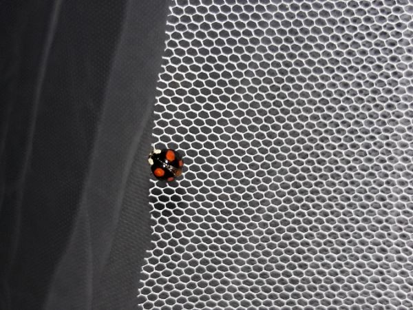 Coccinelle asiatique  - Sylvain Lethuillier