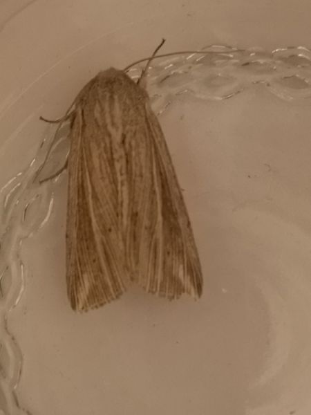 Anapoma riparia  - Françoise Rauzieres (TGB-SSNTG)