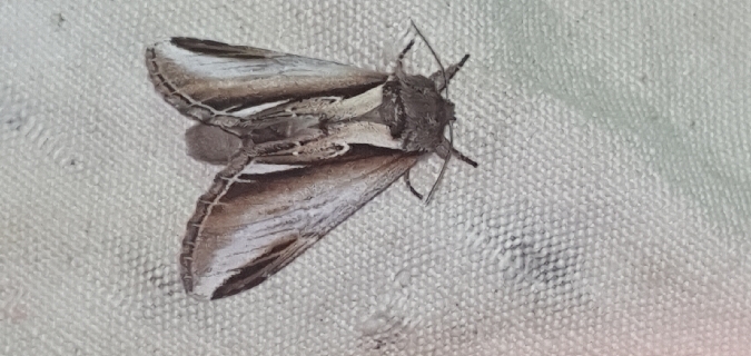 Bombyx dyctéoïde (Faïence)  - Melchior Viallet