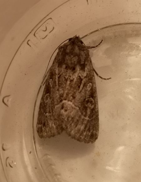 Noctuelle cythérée  - Françoise Rauzieres (TGB-SSNTG)