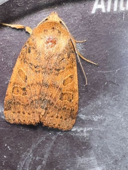 Agrochola pistacinoides  - Melchior Viallet