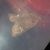 Amphipoea oculea  - Thomas Lux