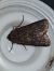 Euxoa nigricans  - Thomas Lux