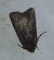 Euxoa nigricans  - Thomas Lux