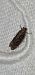 Gelechia sororculella  - Melchior Viallet