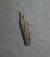 Agriphila geniculea  - Thomas Lux