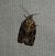 Dichelia histrionana  - Thomas Lux