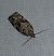 Dichelia histrionana  - Thomas Lux
