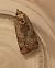 Epilecta linogrisea  - Françoise Rauzieres (TGB-SSNTG)