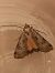 Epilecta linogrisea  - Françoise Rauzieres (TGB-SSNTG)
